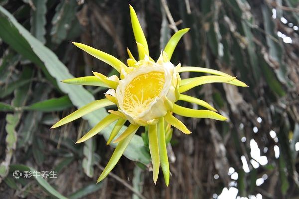 霸王花跟什么煲汤最好