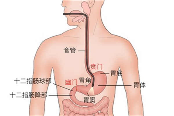 哪三种人不宜吃鹅蛋