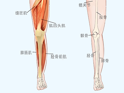 腿部减肥的方法有哪些 腿部减肥的方法