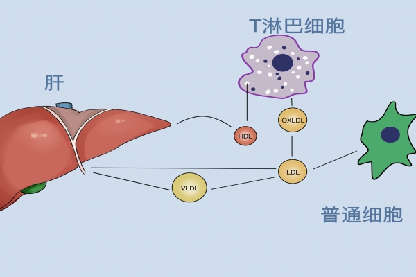 秋季怎么养肝护肝