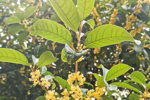 刚摘的桂花如何处理