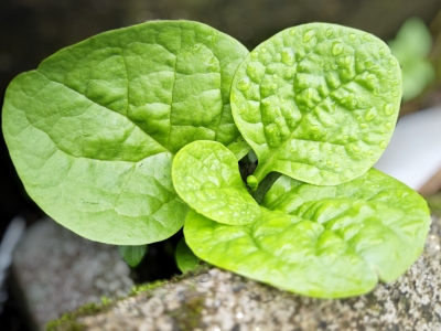 木耳菜的功效与作用、禁忌和食用方法