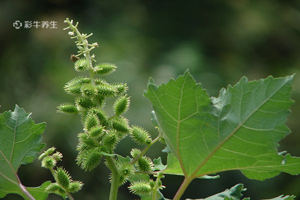 苍耳怎么泡脚